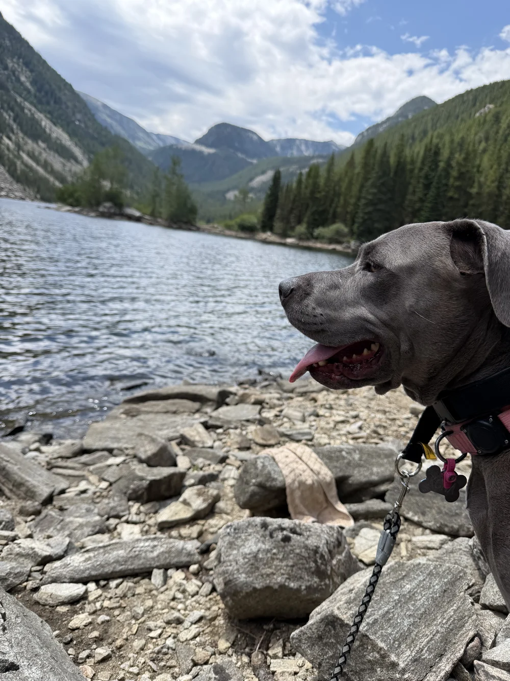 Kona at an alpine lake in the mountains, surveying her domain